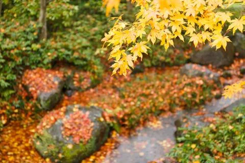Autumn background Stock Photos