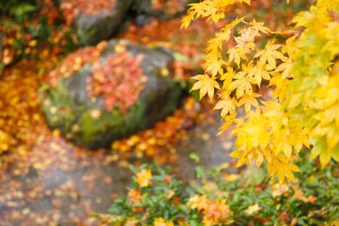 Autumn background Stock Photos