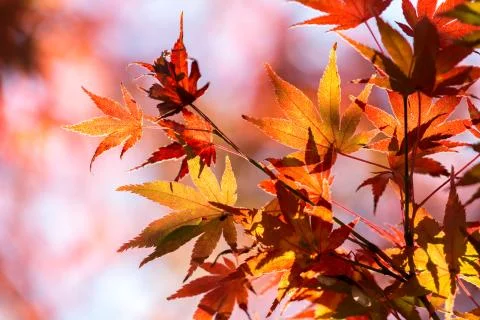 Autumn Background Stock Photos