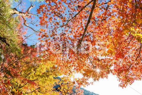 Autumn Background Stock Photos