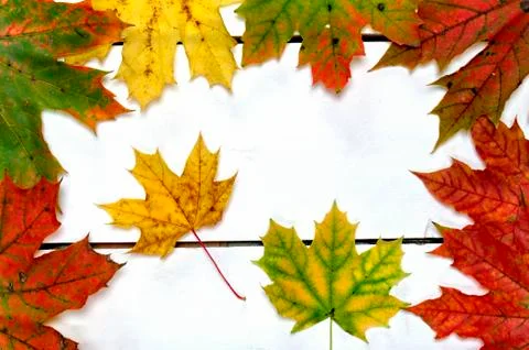 Autumn background. Stock Photos