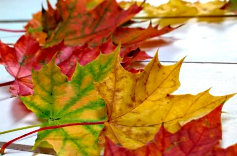 Autumn background. Stock Photos