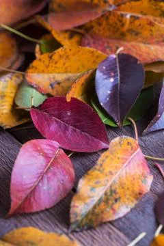 The autumn background Stock Photos