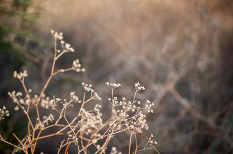 Autumn background Stock Photos