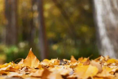 Autumn background Stock Photos