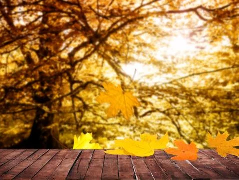 Autumn background Stock Photos