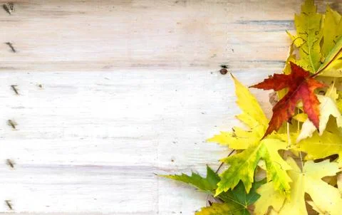 Autumn background Stock Photos