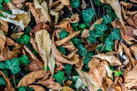 Autumn Background Stock Photos