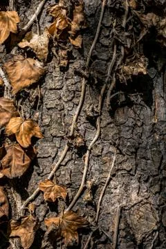 Autumn Background Stock Photos