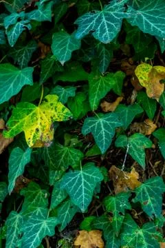 Autumn background Stock Photos