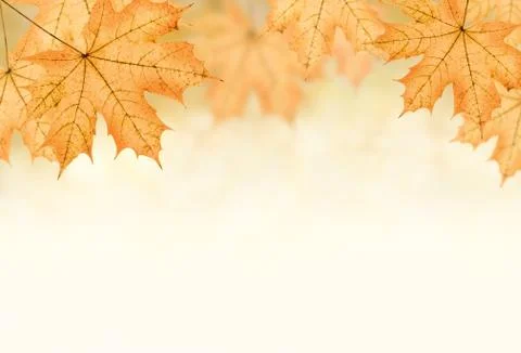 Autumn background Foto stock