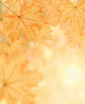 Autumn background Foto stock