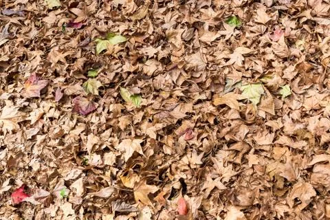 Autumn Background Stock Photos
