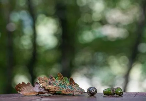 Autumn background Stock Photos