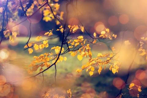 Autumn background Foto stock