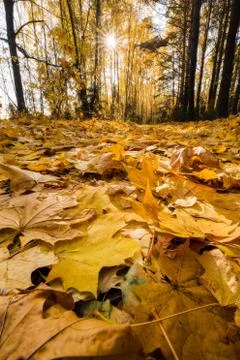 Autumn background Foto stock