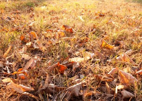 Autumn background Foto stock