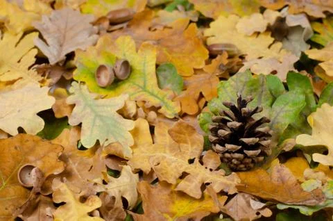 Autumn background  . Stock Photos