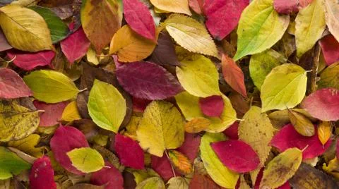 Autumn background Stock Photos