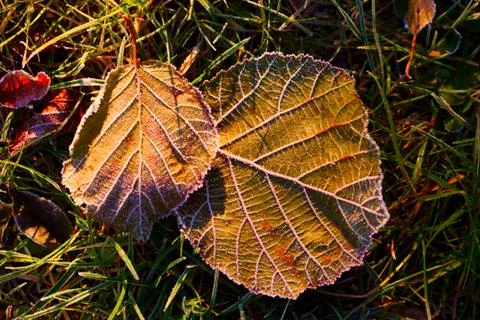 Autumn background Foto stock