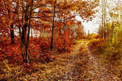 Autumn background Stock Photos