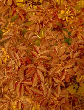 Autumn Background.  Stock Photos