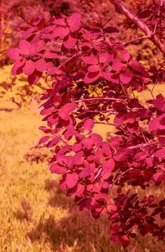 Autumn Background.  Stock Photos