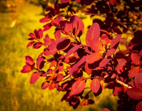Autumn Background.  Stock Photos