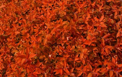 Autumn Background.  Stock Photos
