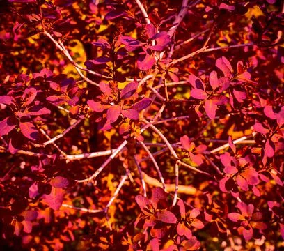 Autumn Background.  Stock Photos