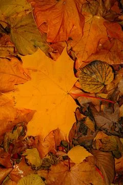 Autumn background Stock Photos