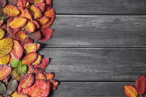 Autumn background Stock Photos