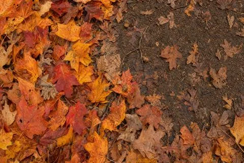 Autumn background Stock Photos