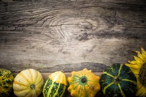 Autumn background pumpkins board Stock Photos