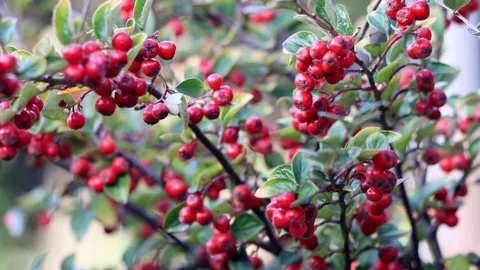 Autumn background red berries on the bush Stock Footage 188517332