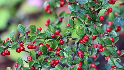 Autumn background red berries on the bush Stock Footage 201615935