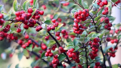 Autumn background red berries on the bush Stock Footage 202203198