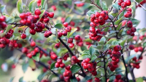 Autumn background red berries on the bush Stock Footage 214765127