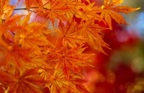 Autumn background with red leaf pattern. Autumn background and maple leaves Stock Photos