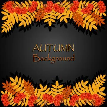 Autumn background with rowan Stock Illustration