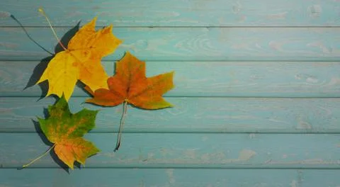 Autumn background. simple design. maple leaves fall on the wooden planks. fla Stock Photos