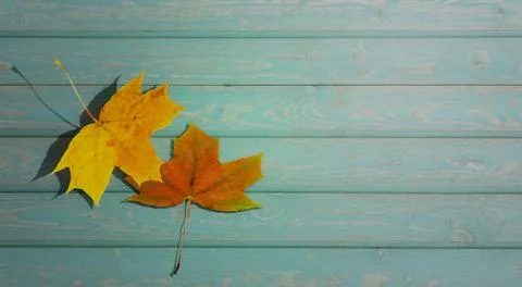 Autumn background. simple design. two maple leaves fall on the wooden planks. Stock Photos