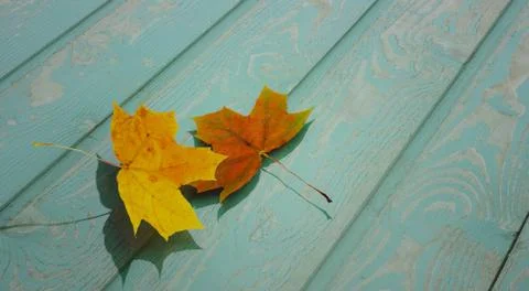 Autumn background. simple design. two maple leaves fall on the wooden planks. 스톡 사진