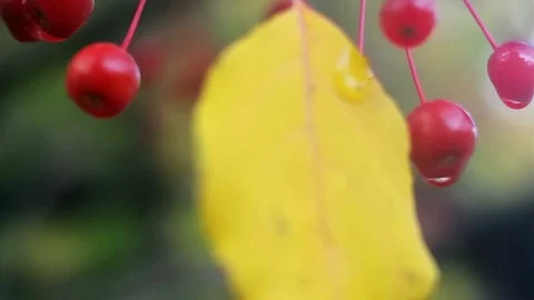 Аutumn background with small apples 10 Video stock 117345237