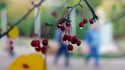Аutumn background with small apples 3 Video stock 117345099
