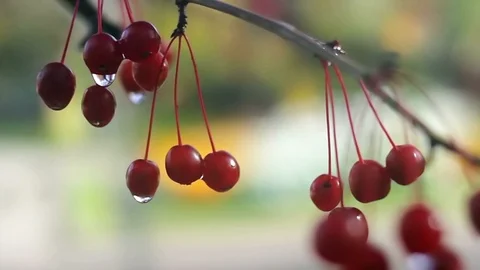 Аutumn background with small apples 5 Video stock 117345109