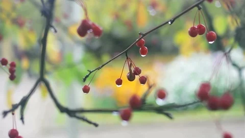 Аutumn background with small apples 6 Video stock 117345216