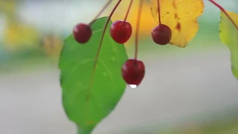 Аutumn background with small apples 7 Video stock 117345169