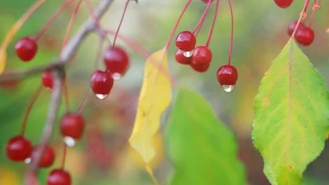 Аutumn background with small apples 8 Video stock 117345314