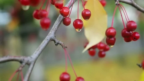 Аutumn background with small apples 9 Video stock 117345255